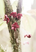 /album/natur/a425834-339053172858390-166553079-n-jpeg/