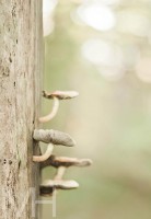 /album/natur/a550725-339053419525032-1806332658-n-jpeg/