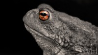 /album/natur/dsc-0018-jpg/