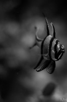 /album/natur/dsc-0038-jpg/