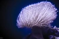 /album/natur/dsc-0042-jpg/