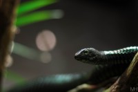 /album/natur/dsc-0050-jpg/