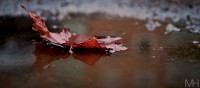 /album/natur/dsc-0059-jpg/