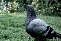 /album/natur/dsc-0202-jpg/