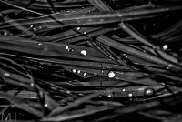 /album/natur/dsc-0230-jpg/